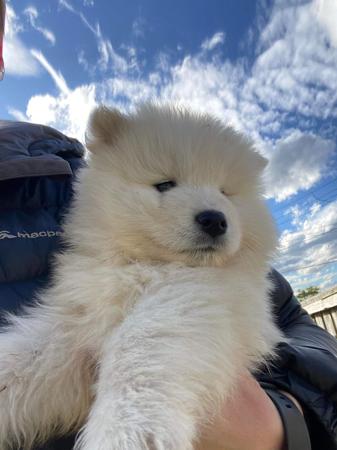 Samoyed puppy for sale by LIVHUNNAM