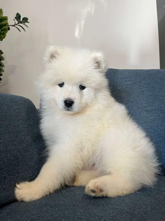 Samoyed puppy for sale by LIVHUNNAM