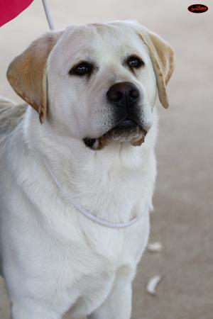 Labrador Retriever for sale by FABLAB