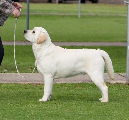 Labrador Retriever for sale by LORNELL
