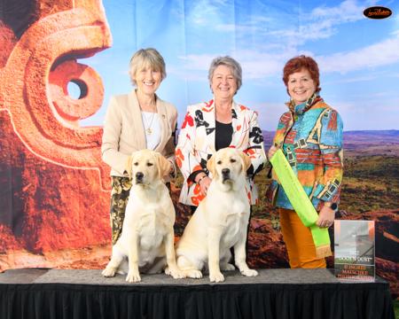 Labrador Retriever for sale by LORNELL