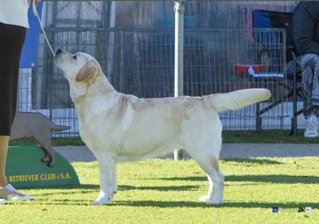 Labrador Retriever for sale by LORNELL