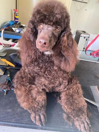 Poodle (Miniature) puppy for sale by MYFLAIR