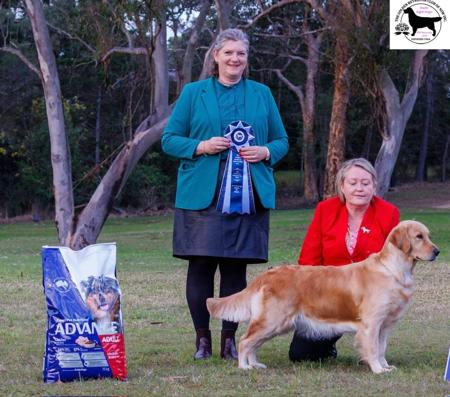Golden Retriever for sale by GOLDENOSPREY