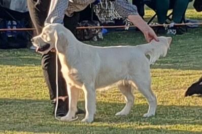 Golden Retriever for sale by GOLDENOSPREY
