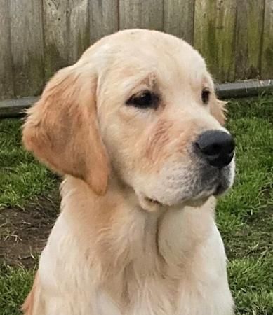 Golden Retriever for sale by GOLDENOSPREY