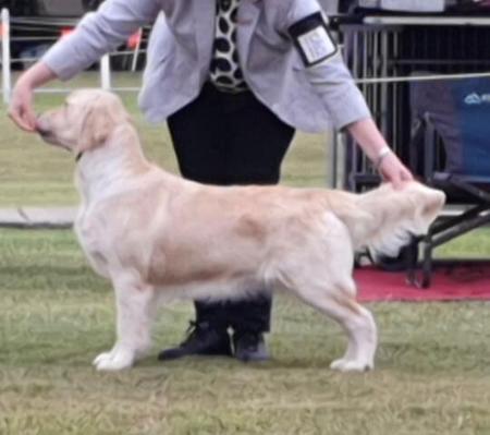 Golden Retriever for sale by GOLDENOSPREY