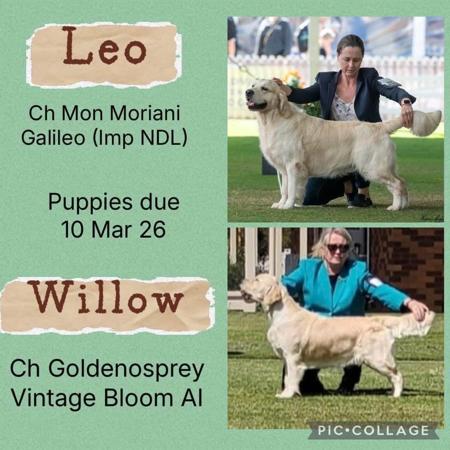 Golden Retriever puppy for sale by GOLDENOSPREY