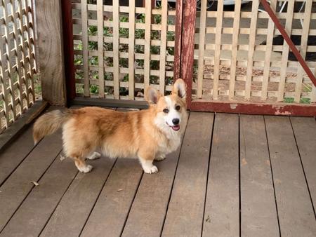 Welsh Corgi (Pembroke) for sale by BLUEALLURE
