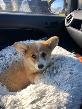 Welsh Corgi (Pembroke) for sale by BLUEALLURE