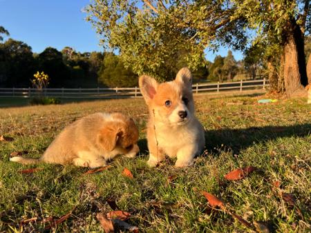 Welsh Corgi (Pembroke) for sale by BLUEALLURE