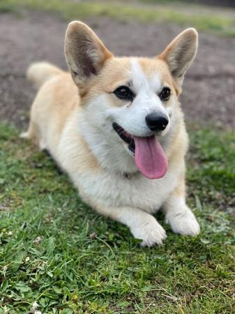 Welsh Corgi (Pembroke) for sale by BLUEALLURE