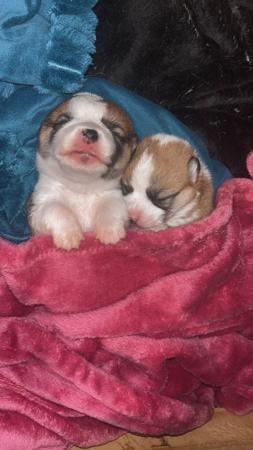 Welsh Corgi (Pembroke) for sale by BLUEALLURE