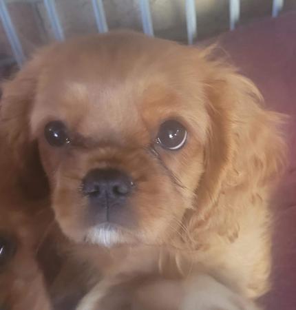 Cavalier King Charles Spaniel puppy for sale by CHIENCAV