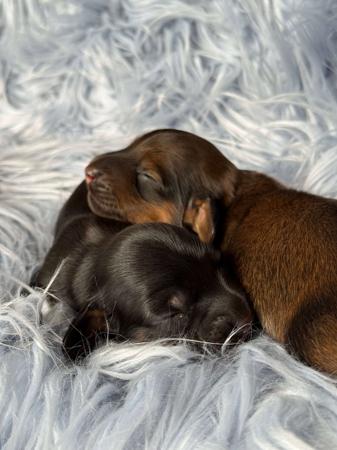 Dachshund (Miniature Long Haired) puppy for sale by OKIRA