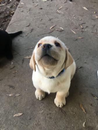 Labrador Retriever for sale by BANTASKIN