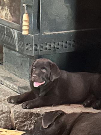 Labrador Retriever for sale by BANTASKIN