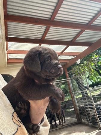 Labrador Retriever for sale by BANTASKIN