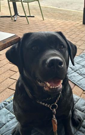 Bantaskin Moonstruck Labrador Retriever