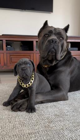 Cane Corso for sale by AQUACANINE