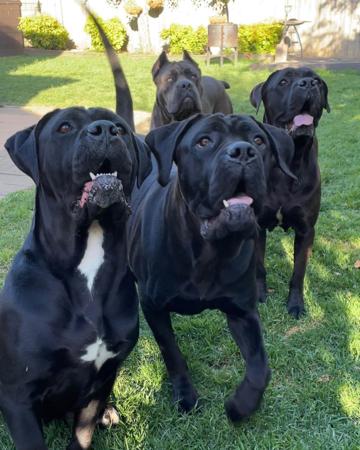 Cane Corso for sale by HORVAT15