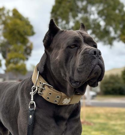 Cane Corso for sale by AQUACANINE