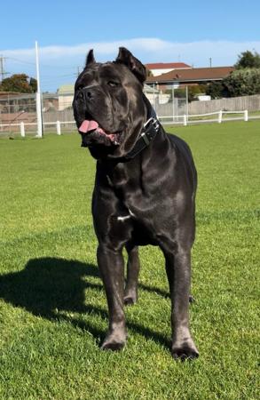 Cane Corso for sale by AQUACANINE