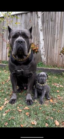 Cane Corso for sale by AQUACANINE