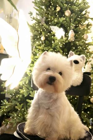 West Highland White Terrier for sale by TOBYSAGOLDEN