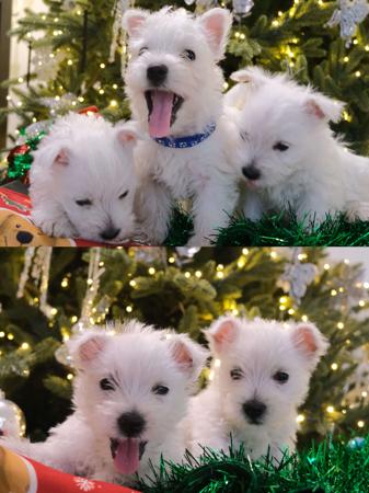 West Highland White Terrier for sale by TOBYSAGOLDEN