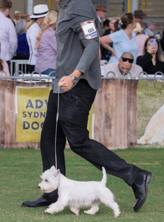 West Highland White Terrier for sale by TOBYSAGOLDEN