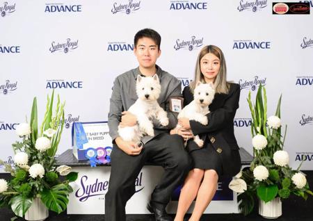 West Highland White Terrier for sale by TOBYSAGOLDEN