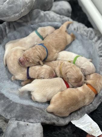 Golden Retriever for sale by TOBYSAGOLDEN