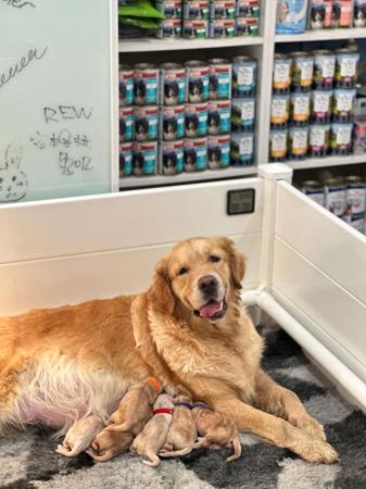 Golden Retriever for sale by TOBYSAGOLDEN