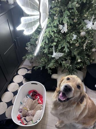 Golden Retriever for sale by TOBYSAGOLDEN