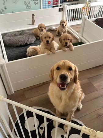 Golden Retriever for sale by TOBYSAGOLDEN