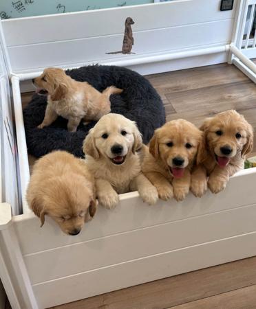 Golden Retriever for sale by TOBYSAGOLDEN