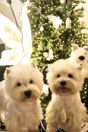 West Highland White Terrier for sale by TOBYSAGOLDEN