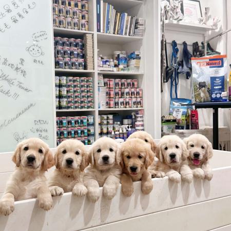 Golden Retriever for sale by TOBYSAGOLDEN