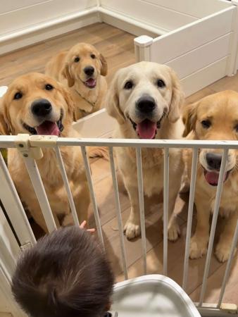 Golden Retriever for sale by TOBYSAGOLDEN