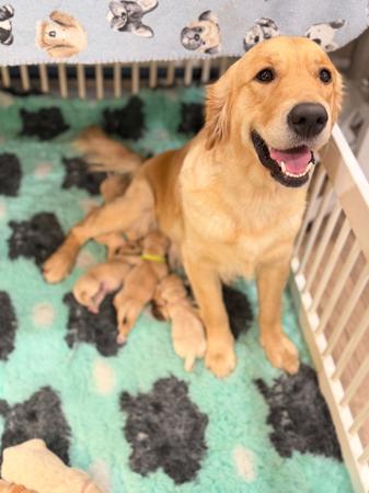 Golden Retriever puppy for sale by TOBYSAGOLDEN
