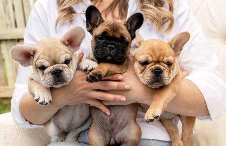 French Bulldog for sale by HFBULLDOGS