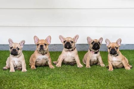 French Bulldog for sale by HFBULLDOGS