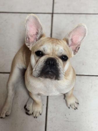 French Bulldog for sale by HFBULLDOGS