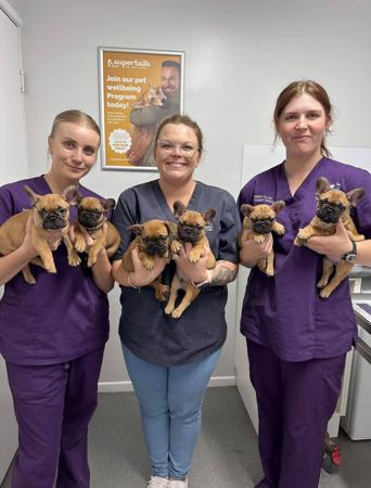 French Bulldog for sale by HFBULLDOGS