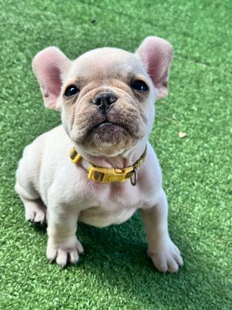 French Bulldog puppy for sale by HFBULLDOGS