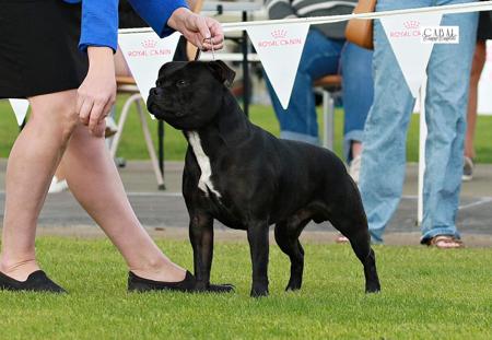 Staffordshire Bull Terrier for sale by STEFFISTAFF