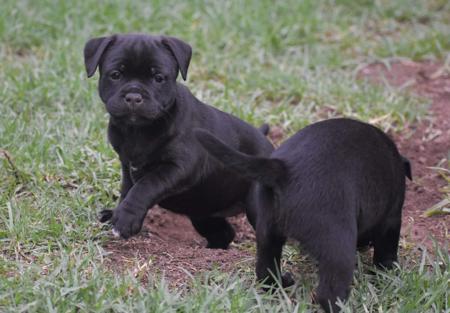 Staffordshire Bull Terrier for sale by CAPILET