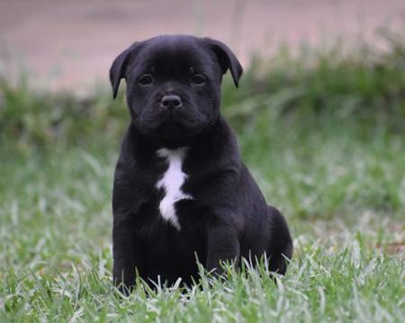 Staffordshire Bull Terrier for sale by CAPILET