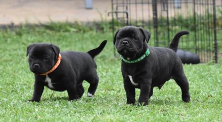 Staffordshire Bull Terrier for sale by CAPILET